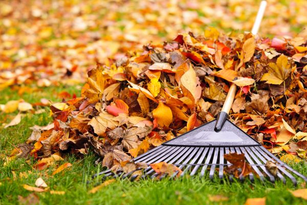 Cost of Leaves Removal in Lewes