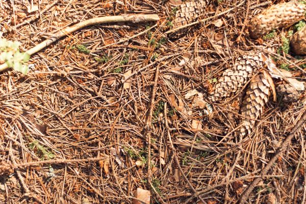 Pine Needles Removal in Lewes