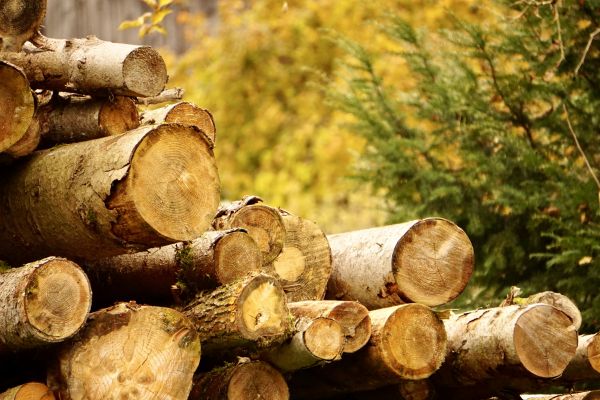 Wood Pile Removal in Lewes