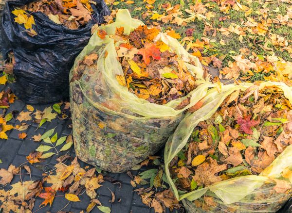 Yard Cleanup Service in Lewes