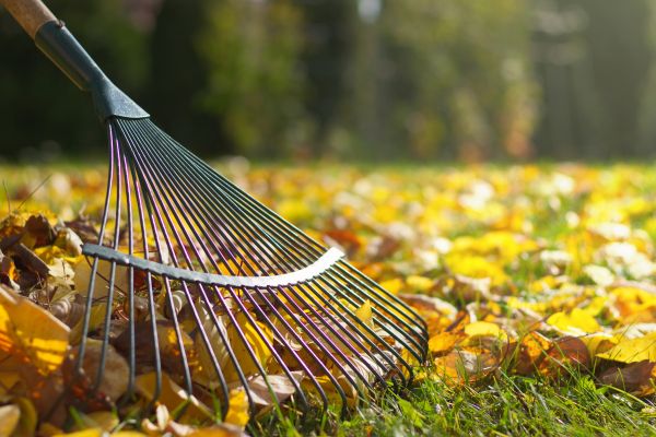 Leaf Raking Service in Lewes