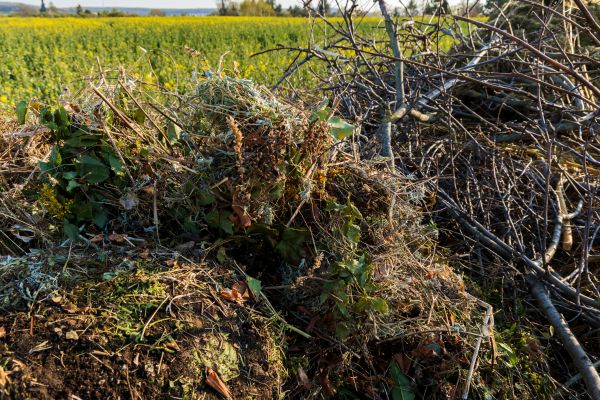 Brush Disposal in Lewes