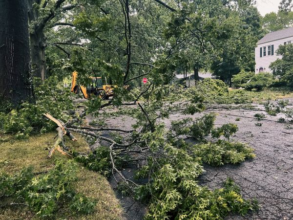 Tree Branch Disposal in Lewes