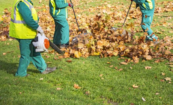 Leaf Maintenance in Lewes