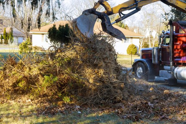 Storm Debris Removal in Lewes