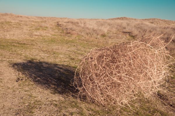 Tumbleweed Removal in Lewes