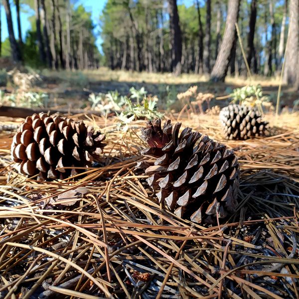 Pine Cone Removal in Lewes
