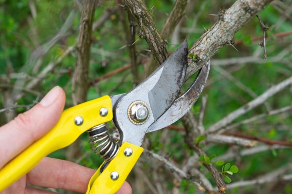 Limbs Removal in Lewes