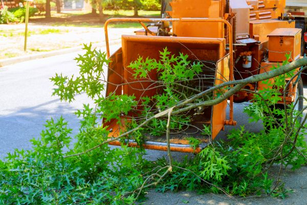 Tree Branches Removal in Lewes