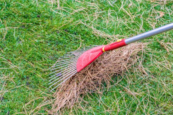 Yard Raking in Lewes