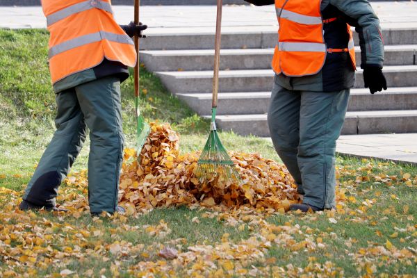 Leaf Hauling Service in Lewes