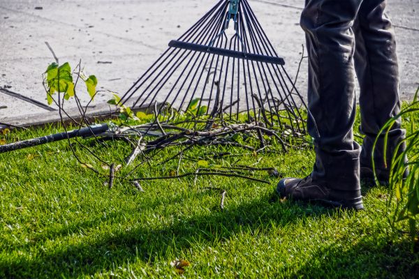 Yard Debris Cleanup in Lewes