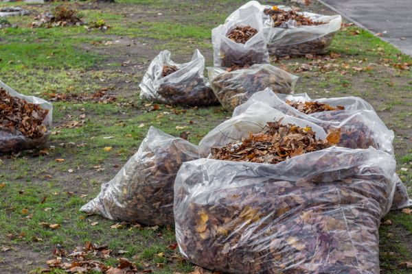 Leaf Pile Disposal in Lewes