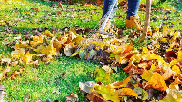 Lawn Cleanup Service in Lewes