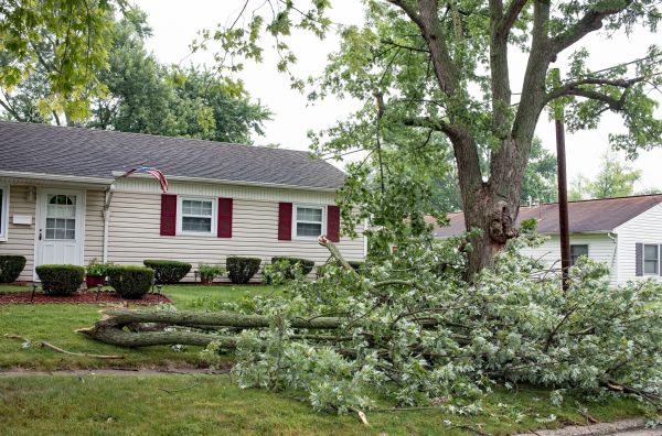 Fallen Branch Removal in Lewes