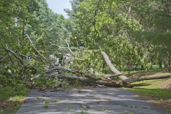 Tree Debris Removal in Lewes